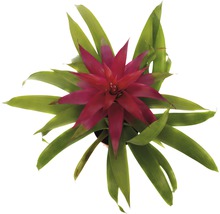 Broméliacée FloraSelf Guzmania x Hybride 'Deseo Pink' H 45x55 cm pot Ø 12 cm-thumb-1