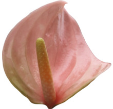 Anthurium rose unique avec spadice