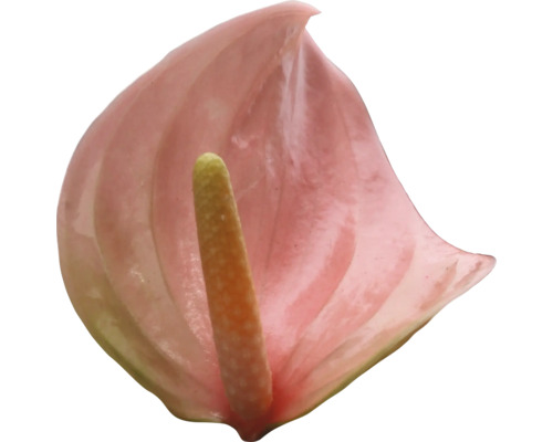 Anthurium rose unique avec spadice