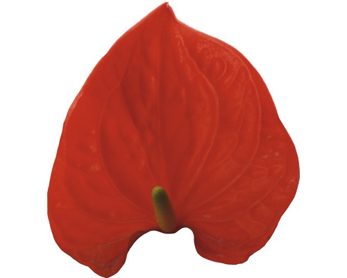 Rote Anthurie Blüte