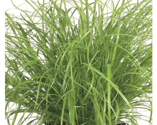 Graminée ornementale en pot