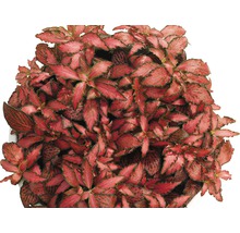 Fittonia, plante d'intérieur aux nervures foliaires apparentes