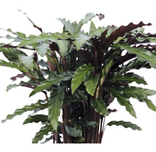 Calathea Zimmerpflanze mit gewellten Blättern