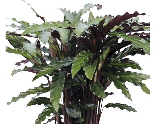 Calathea Zimmerpflanze mit gewellten Blättern