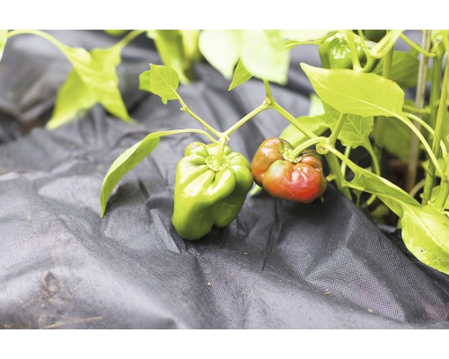 Plant de poivron avec des poivrons en croissance sur une toile de paillage
