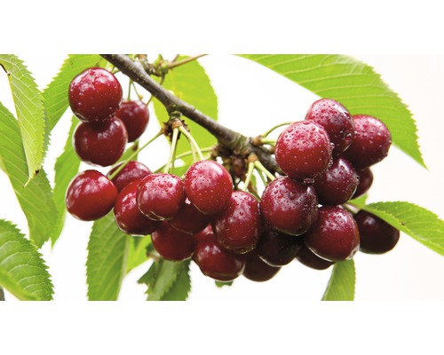 Merisier bio 'Précode de Kassin' FloraSelf Bio Prunus avium 'Précode de Kassin' h 120-150 cm Co 7,5 l