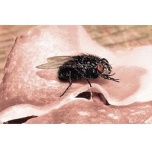 Fliege auf Lebensmitteln