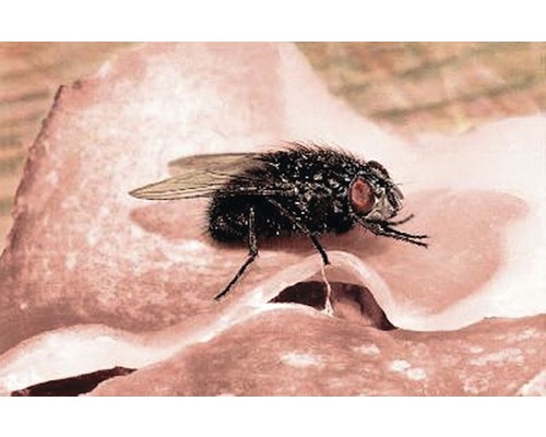 Fliege auf Lebensmitteln