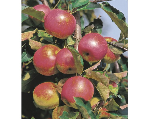 Bio Säulenapfel FloraSelf Bio Malus domestica ‘Red River‘ H 130-150 cm Co 10 L