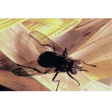 Nahaufnahme einer Stubenfliege auf einer Oberfläche