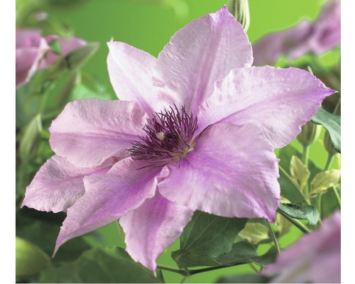 Waldrebe FloraSelf Clematis-Cultivars H 50-60 cm Co 3 L rosa