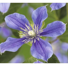 Waldrebe FloraSelf Clematis-Cultivars H 50-60 cm Co 3 L blau-lila
