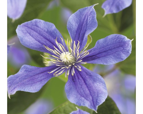 Waldrebe FloraSelf Clematis-Cultivars H 50-60 cm Co 3 L blau-lila
