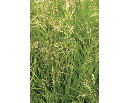 Gros plan sur une pelouse avec des brins d''herbe et des inflorescences