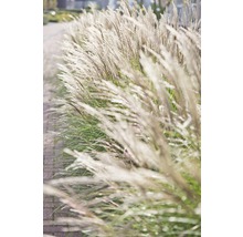 Nahaufnahme von Ziergras im Garten