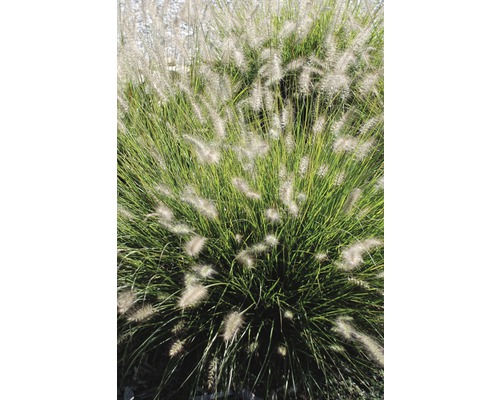 Plante de jardin Pennisetum en image