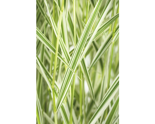 Gros plan d''herbe de roseau rayée
