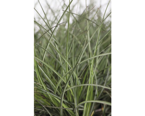 Gros plan d''herbe ornementale