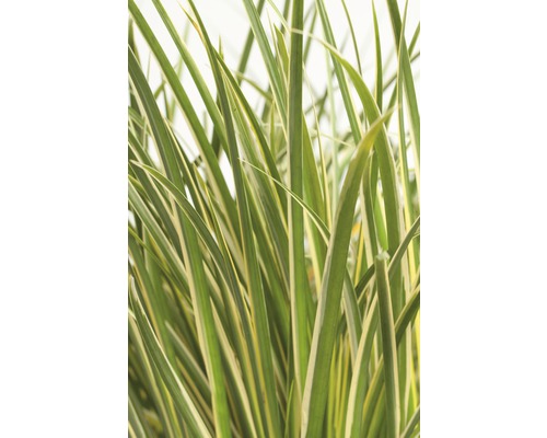 Gros plan d''une graminée ornementale avec des feuilles rayées