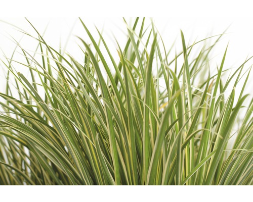 Graminée ornementale avec des feuilles rayées pour le jardin
