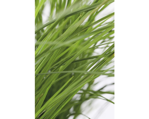 Gros plan d''herbe