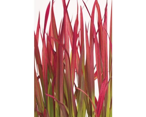 Lin de Nouvelle-Zélande à feuilles rouges.