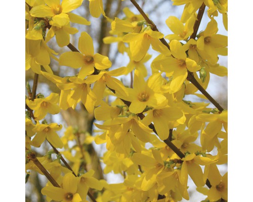 Forsythia FloraSelf Forsythia intermedia 'Week End'® H 80-100 cm Co 10 L-0