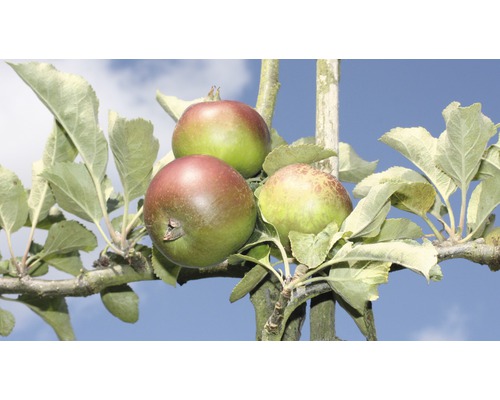 Pommier bio en double forme de U FloraSelf Bio Malus domestica espalier H 100-150 cm Co 20 L div. variétés