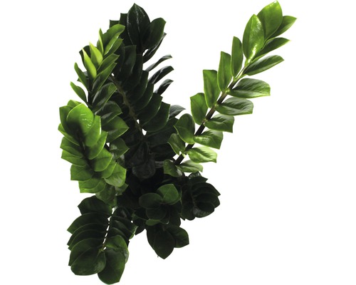 Plante d''intérieur Zamioculcas avec feuilles vertes