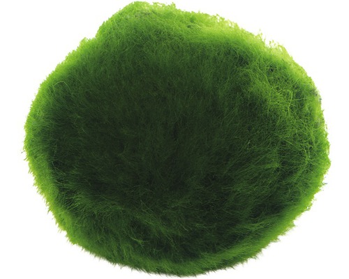 Boule de mousse pour aquarium