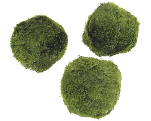 Trois boules de mousse vertes pour aquariums