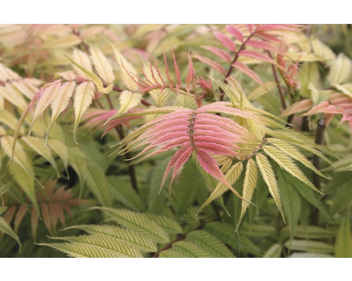 Sorbaire sibérien à feuilles de sorbier FloraSelf Sorbaria sorbifolia 'Sem' H 60-80 cm Co 15 L