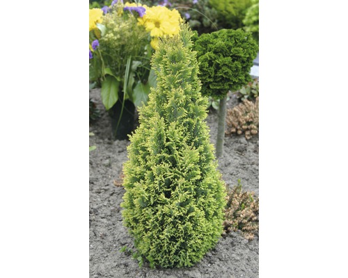 Thuya jaune conique dans une plate-bande