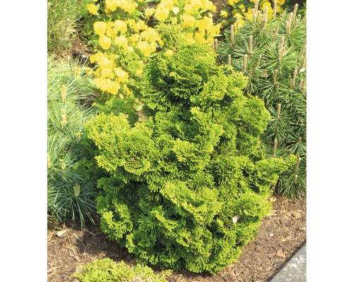 Cyprès boule dans une plate-bande