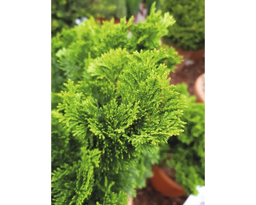 Chamaecyparis obtusa Nana Gracilis plante en pot