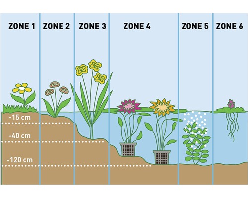 Illustration verschiedener Zonen eines Gartenteichs mit Pflanzen in unterschiedlichen Tiefen.