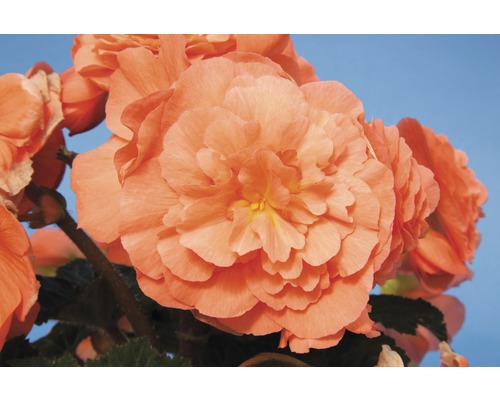 Nahaufnahme einer gefüllten Begonie