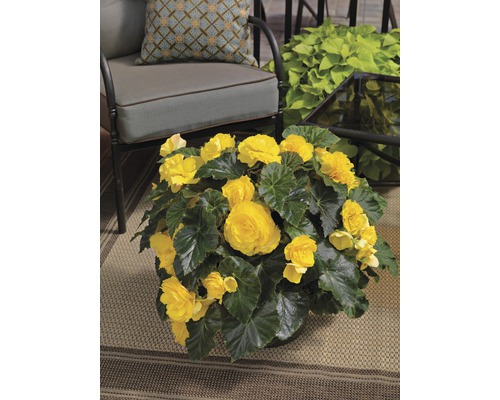 Gelbe Begonienblüten mit grünen Blättern im Topf auf einer Terrasse