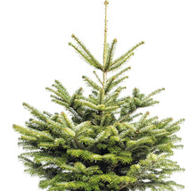Sapin Nordmann h 100-125 cm Co 10 l sapin de Noël scié et mis en pot