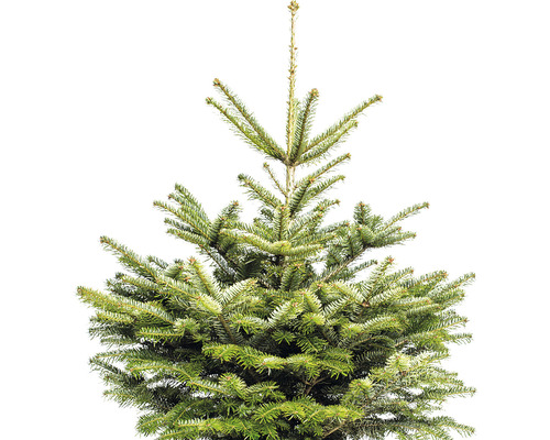 Oberer Teil eines grünen Weihnachtsbaums