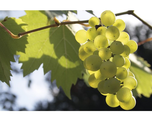 Raisin de table bio FloraSelf Bio Vitis vinifera 'Phoenix' h 60-100 cm Co 3 l Raisin avec feuilles