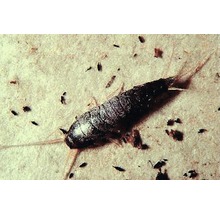 Nahaufnahme eines Silberfischchens auf einer Oberfläche