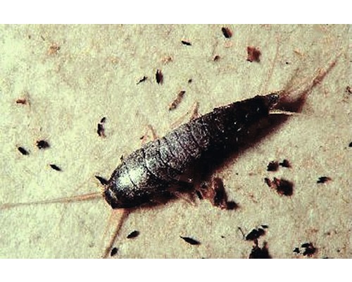 Nahaufnahme eines Silberfischchens auf einer Oberfläche