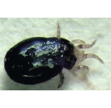 Zeckenbefall im Detail