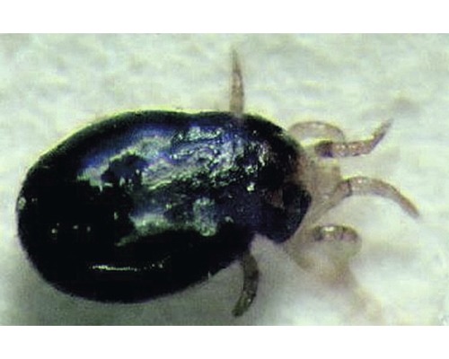 Zeckenbefall im Detail