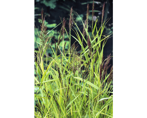 Molinie dans le jardin