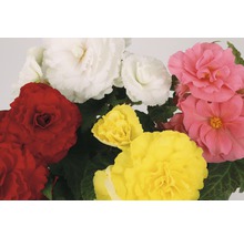 Bégonias avec des fleurs multicolores