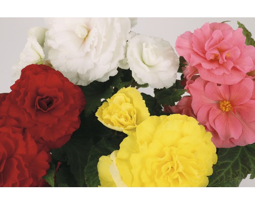 Bégonias avec des fleurs multicolores