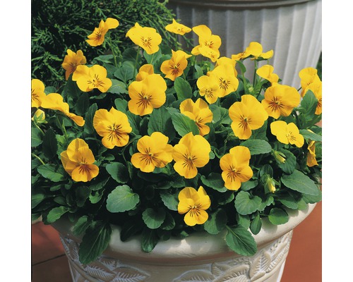 Gelbe Hornveilchen in einem Pflanzgefäß