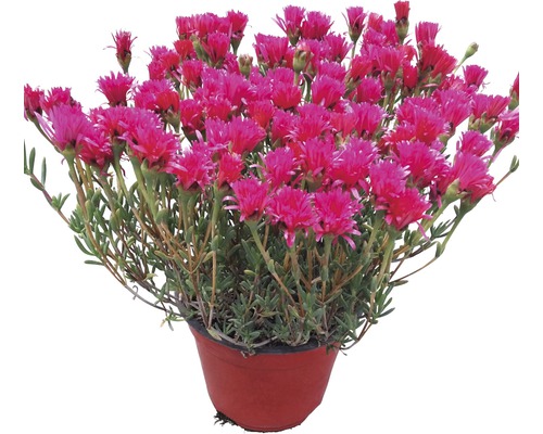 Mittagsblume in einem Pflanztopf